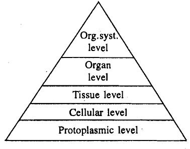 1846_Protoplasmic - Level of body organization.png